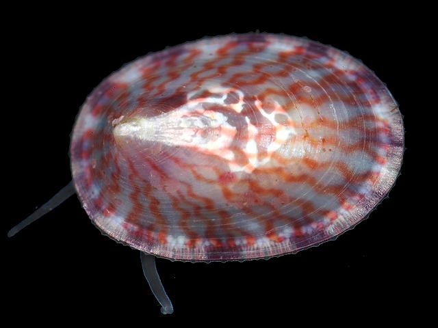 Tectura virginea White Tortoiseshell Limpet marine snail images